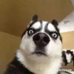  二哈表情包大全,拿走不谢