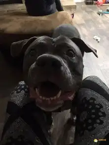  比特犬在得知自己被弃养后一脸伤心无助的表情