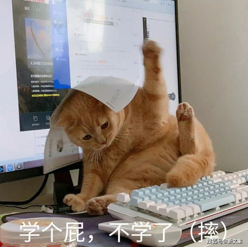  当代社恐适合什么工作哈哈哈,学废了