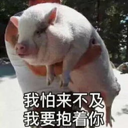妖娆猪走路表情包