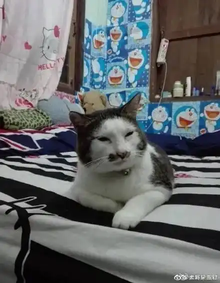  奶牛猫丑到自带表情包2020第一批丑猫出炉,一般人吸不动