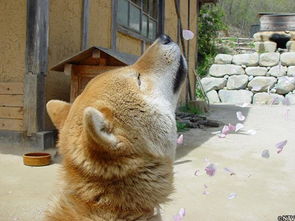  16岁零5个月的表情包柴犬逝世日网友哀悼
