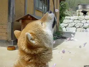  16岁零5个月的表情包柴犬逝世日网友哀悼