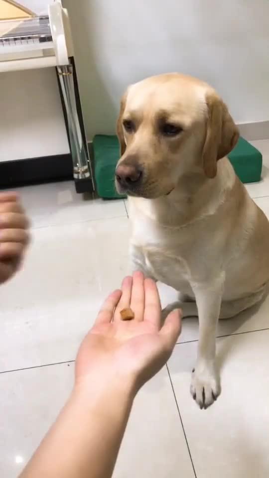  猜完后的金毛一脸懵逼,不带这样玩的