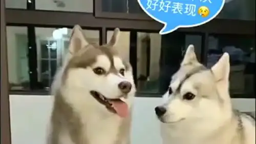  一只妻管严的哈士奇,竟被老婆欺负成这样子,网友真怂
