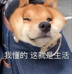  警报台风白鹿路径调整厦门发布台风蓝色预警