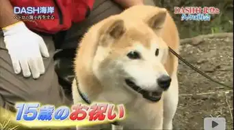  我的表情包去世了再见小柴