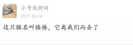  云吸猫你在表情包里撸过的猫原来都在这里