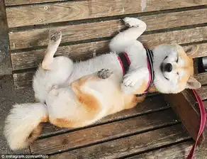 柴犬荡秋千表情包gif急