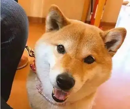  柴犬以为主人带它去玩,结果被骗去医院了它一进去表情就变了