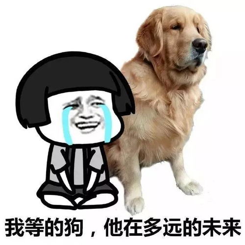  表情包