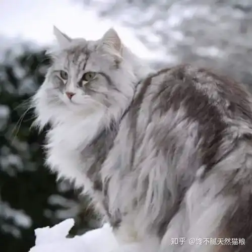  体型较大的猫有哪些