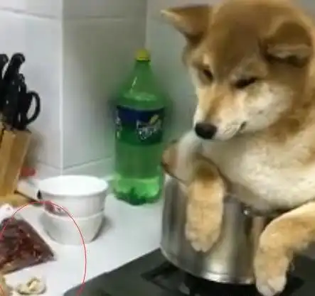  柴犬调皮爱拆家,主人生气把它放进锅里炖了,小表情太委屈了