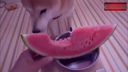  柴犬吃西瓜的吃播视频,吃相咋这么斯文呀