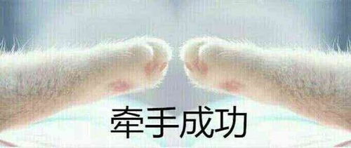  猫爪牵手表情包