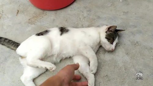  猫咪出门爬树磨爪子,突然听到鸟叫声,它的表情是想要打猎吗