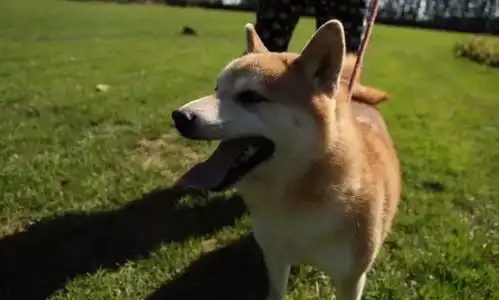  excuseme法院拍卖柴犬为主人抵债这算什么