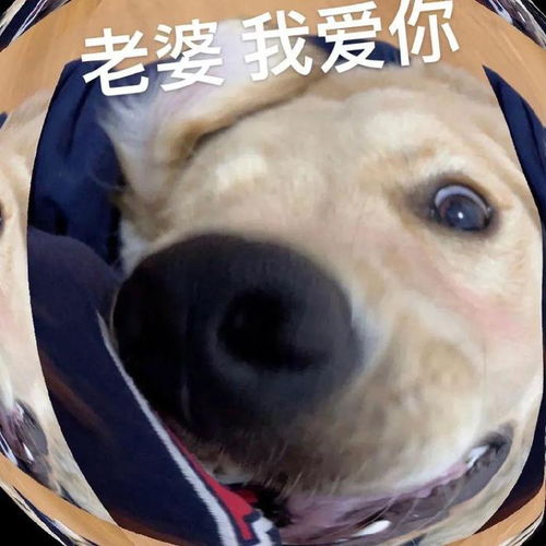  大脸金毛表情包