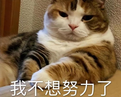  猫奴真的越来越多了,介绍一种猫界小妖精挪威森林猫
