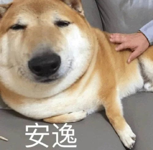  沙雕表情包我只是一个老实人