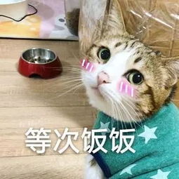  表情包听说有人背着小猫咪吃东西