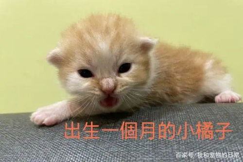  原来它是只猫,还以为是无尾熊呢