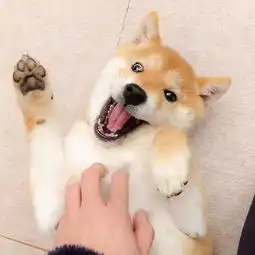 柴犬斜眼表情包刷牙