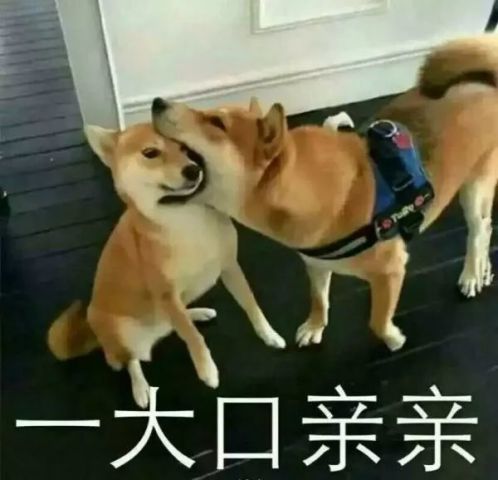  一大口亲亲来袭,喵半张脸都要被咬掉了