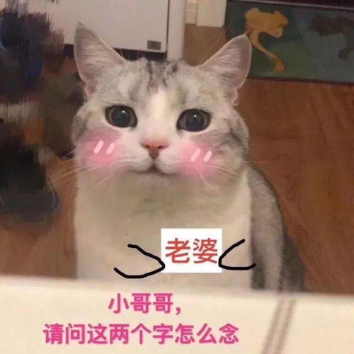  超可爱的喵星人表情包给超可爱的你