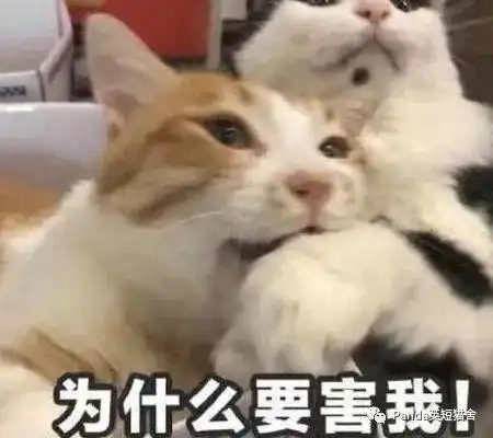  猫咪有必要绝育吗你支持绝育吗