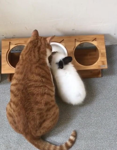  心机兔子抢猫粮,橘猫抬起想抽它的爪爪又缓缓放下都给你吃好了