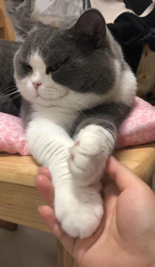  男子刚摸到猫,猫立马伸出猫爪拒绝,猫人类,请不要用手摸