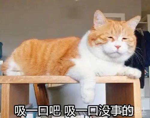  激萌猫咪斗恶龙猫之国度的开放大冒险