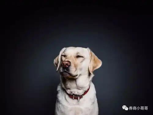  投资顾问这几年