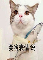  可爱猫咪
