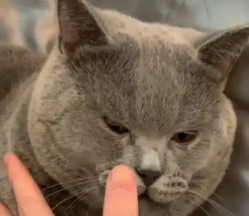  猫咪这个小坏蛋,爱咬人又好色,还是母猫比较重要吧再也不咬了