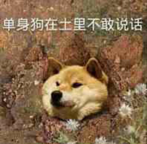  搞笑沙雕表情包戴墨镜,戴绿帽子,我还是不是你的小可爱