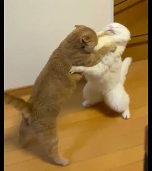  两只猫一言不合打起来,感觉像是在跳双人舞,看它们表情很想笑