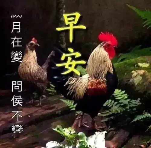  中老年表情包,今日惊蛰,岁月在变问候不变