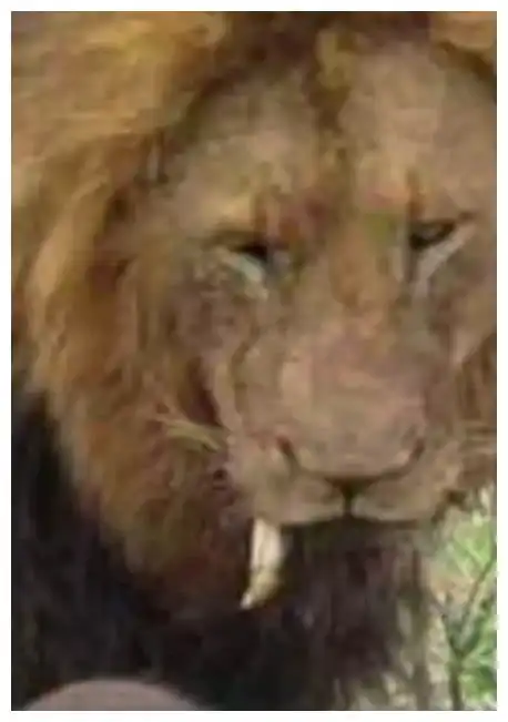 猩猩摊手表情包狮子