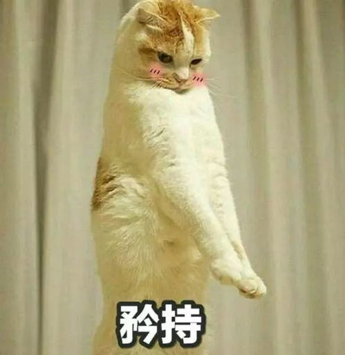 怼人可爱表情包猫咪