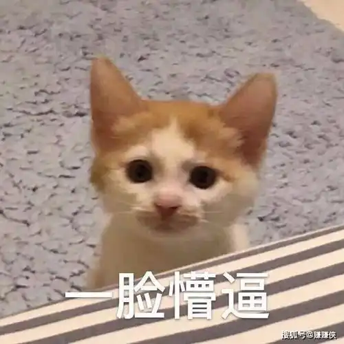  猫咪表情包图片酸甜苦辣,喜怒哀乐,强颜欢笑