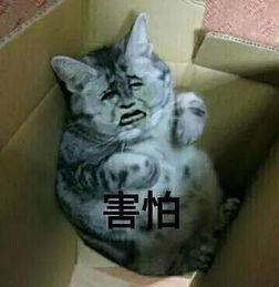  萌你一脸可爱小猫咪表情包集锦