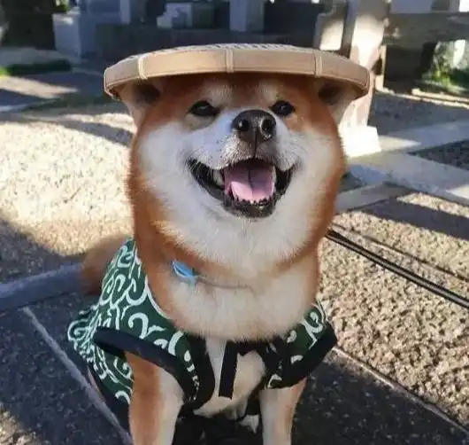 比熊图片表情包自嘲