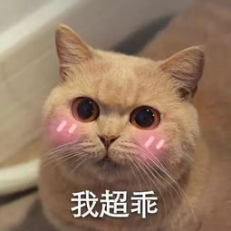  萌你一脸可爱小猫咪表情包集锦