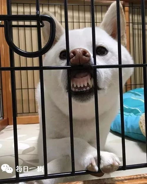  柴犬不红,天理难容