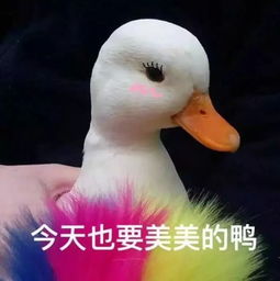  美丽可爱的我又出现了