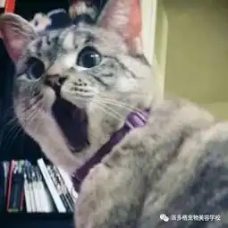  盘点各国领导人中的那些铲屎官