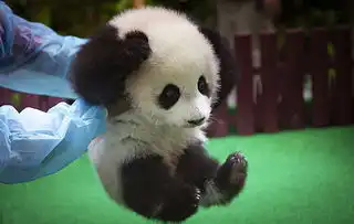  网上的人民日报