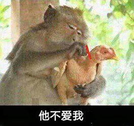  小猴子拔鸡毛表情包大全小猴急拔鸡毛微信搞笑表情包